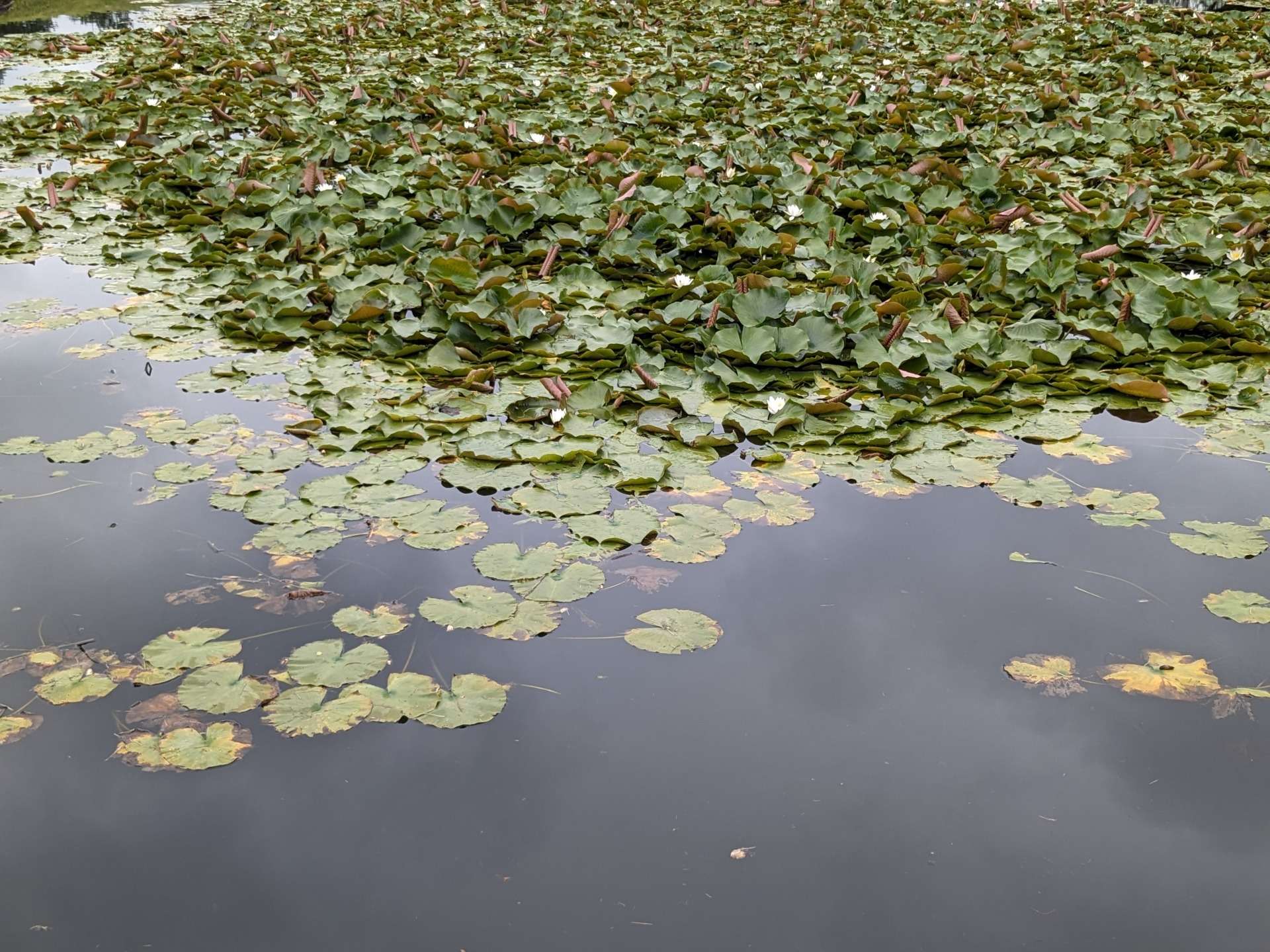 今日から7月いよいよ夏本番です。朝スッキリ起きられましたか、何となくだるくて何もする気になれないでしょうか？
