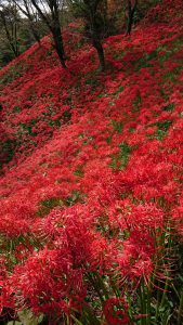 山が真っ赤に見える正体は・・・お彼岸に咲く花　　曼珠沙華の群生でした