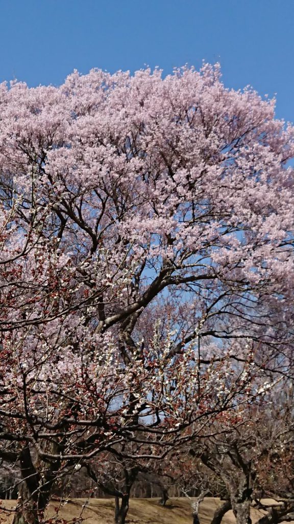 桜の花と梅の花のコラボレーション。先の見えない今！でも新しい春は来ている。